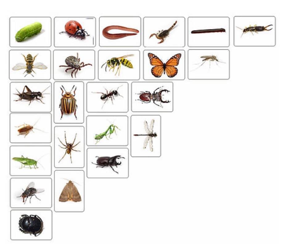 INSECTE CARDURI PLASTIFIATE